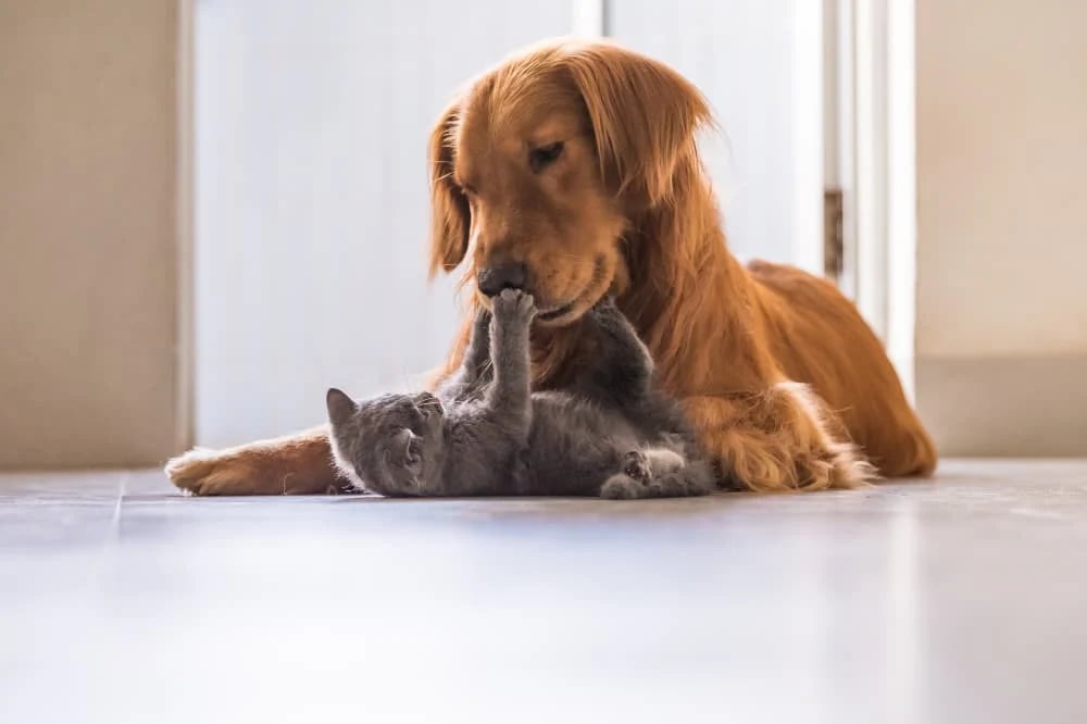 Introducing a puppy to a hot sale cat household